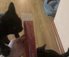 Мотор схс хай торк